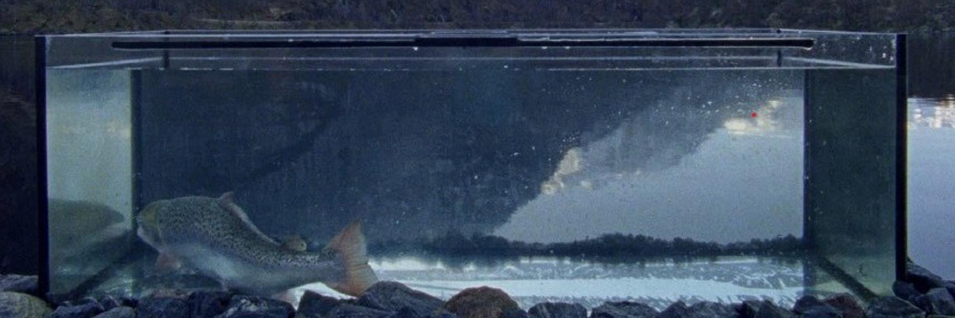 TRANSHEMISPHERIA Michelle-Marie Letelier